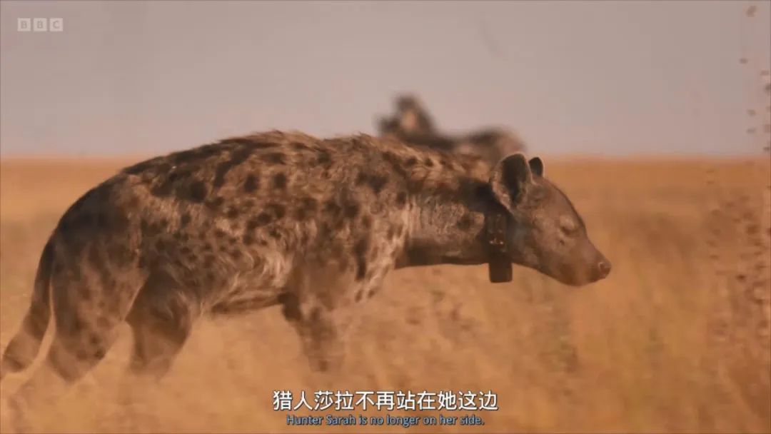 豆瓣评分甄嬛传,甄嬛传豆瓣深度分析