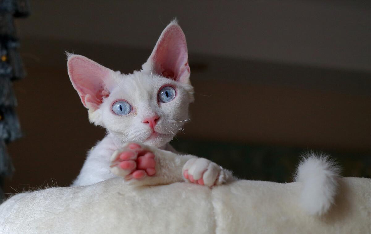 德文卷毛猫性格真好,thecatscope德文卷毛猫