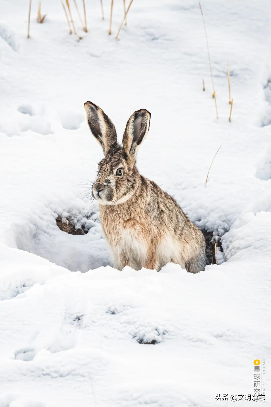 兔子来阳台,兔子来到新家