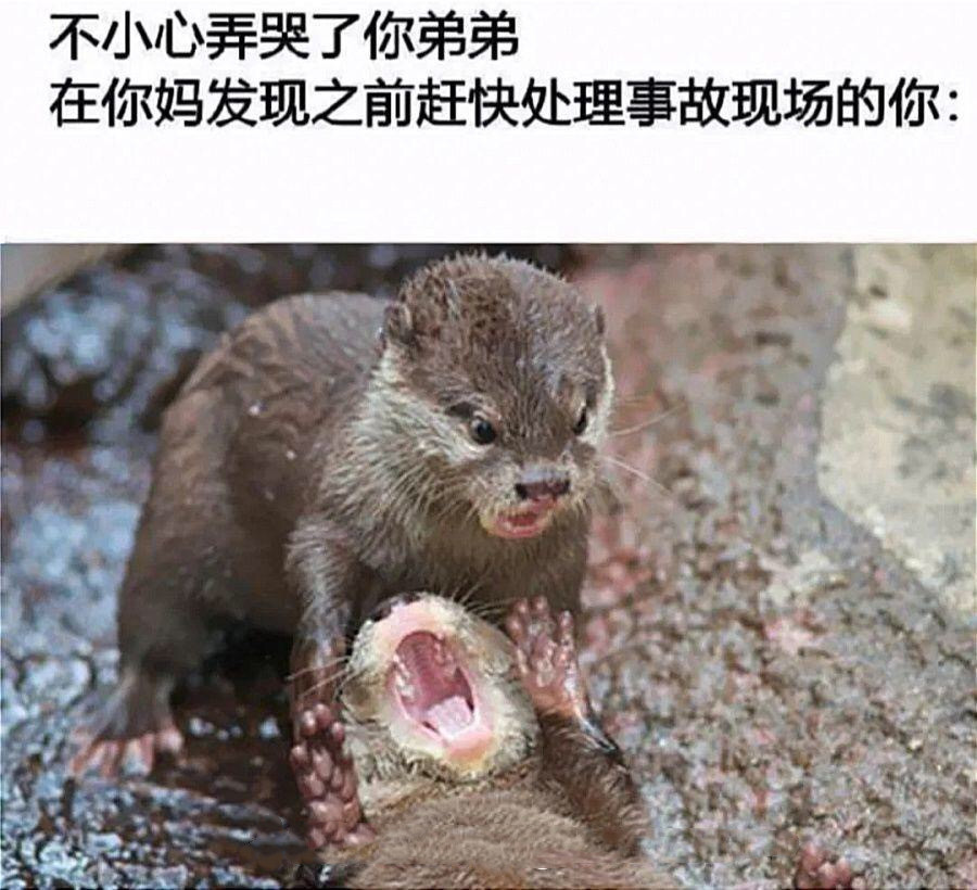 我信了，牛肉面里是有真牛的