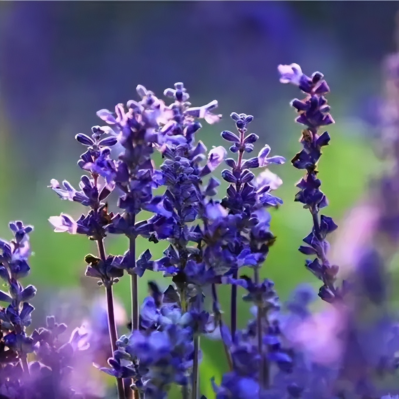 济南近郊旅游专线,济南开通的几条旅游线公交不错