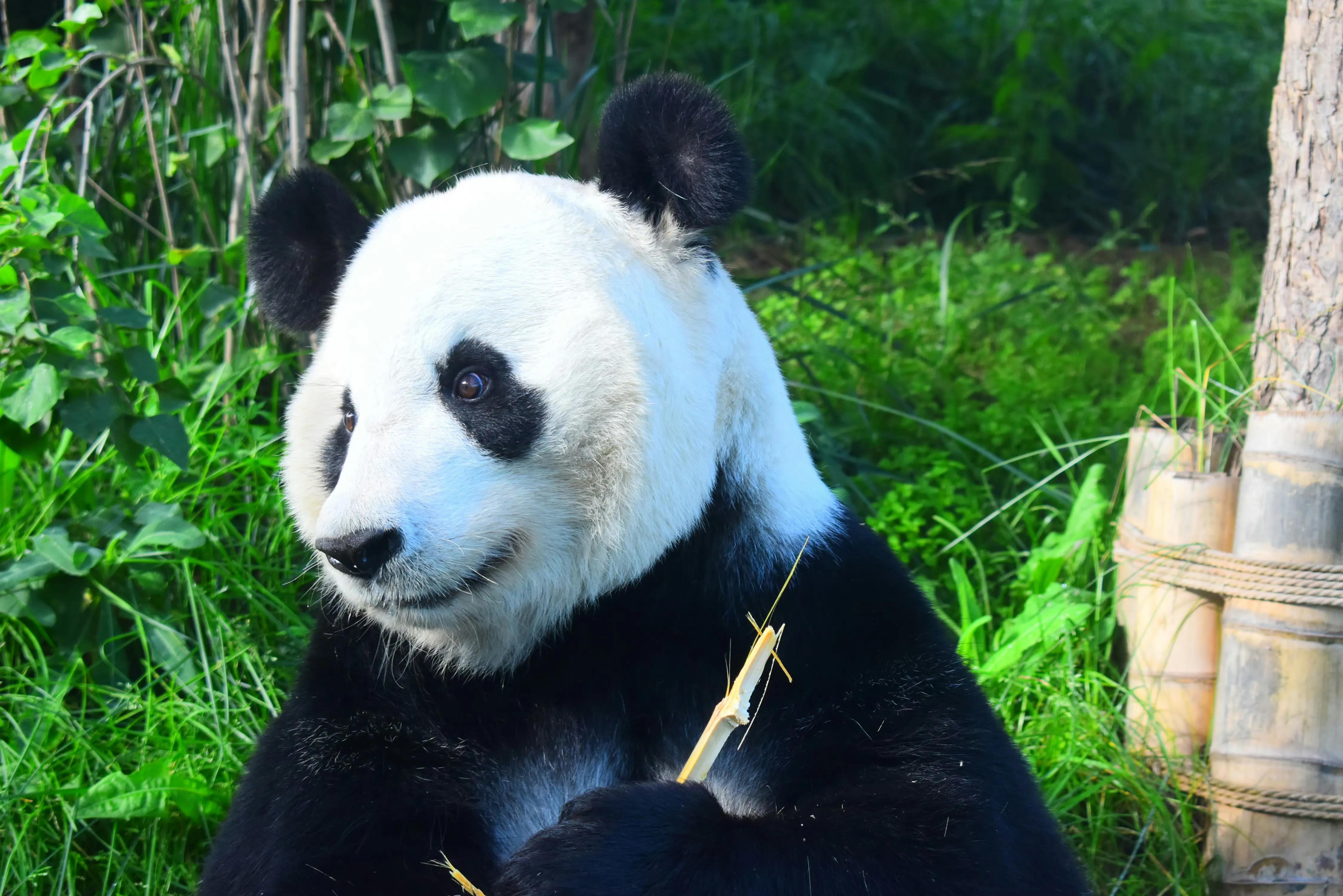 曾经的熊猫天团—爱疯六组合