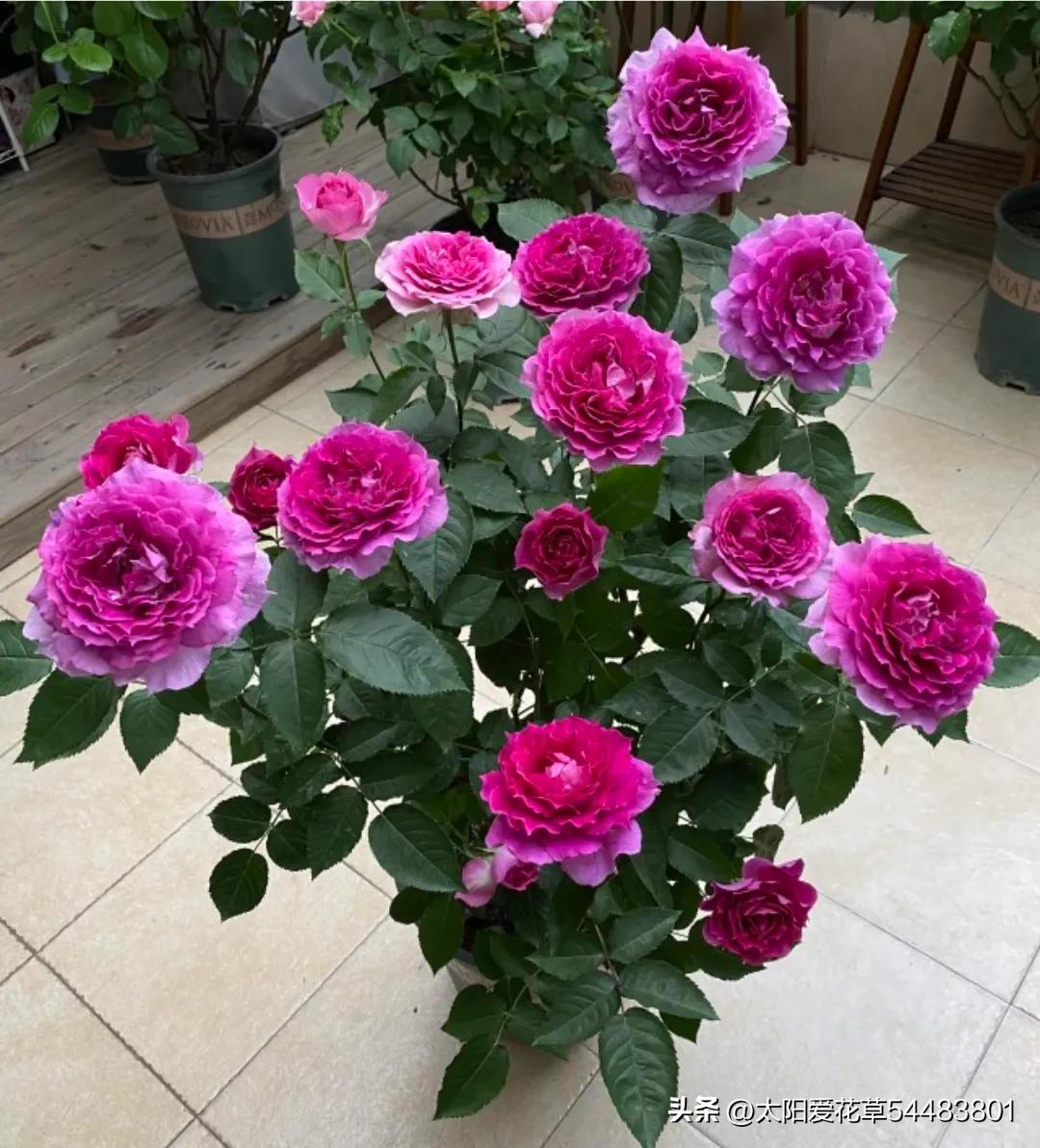 天热后，6种花太能飘香，幸亏我家养了一盆，一花香满屋