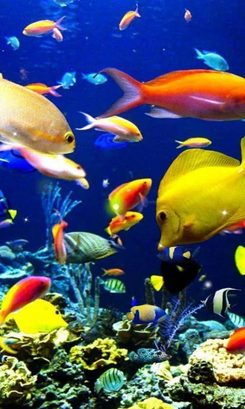 海底世界高清大图壁纸,手机动态海底世界鱼壁纸
