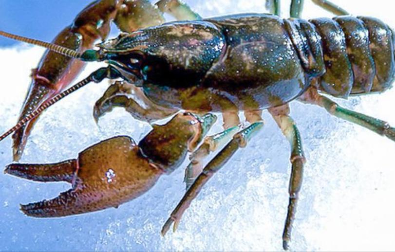 原来龙虾有这么多种你吃过哪些呢,蝲蛄和小龙虾的区别哪个好吃