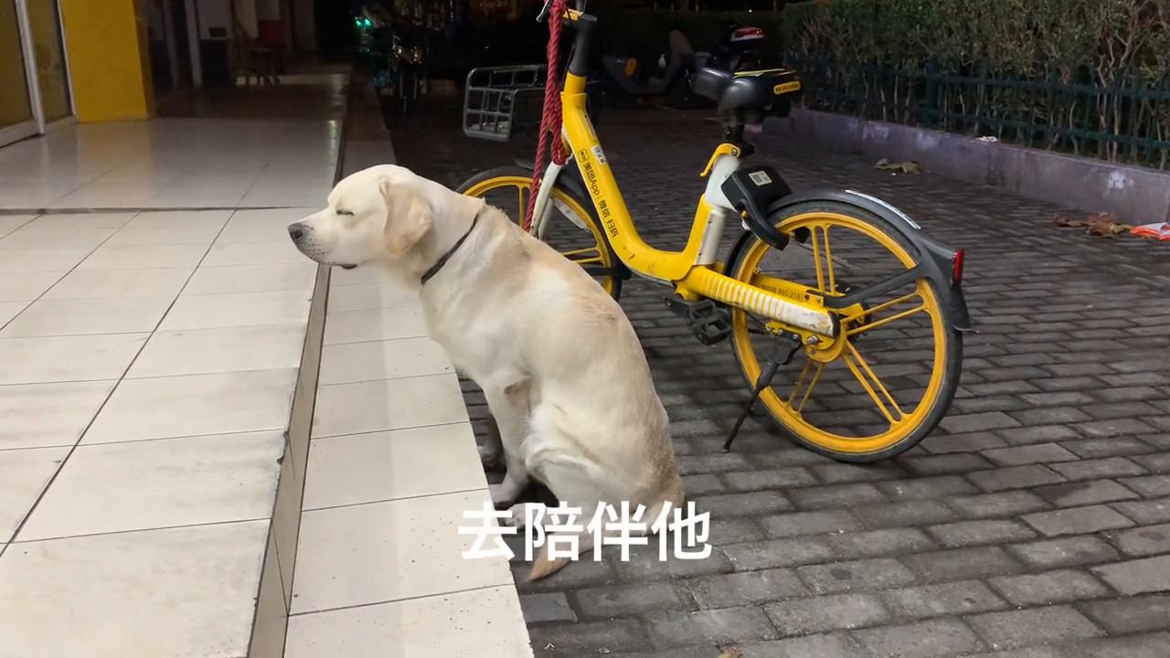 拉布拉多一只幼犬多少钱啊,拉布拉多幼犬多少钱一只啊