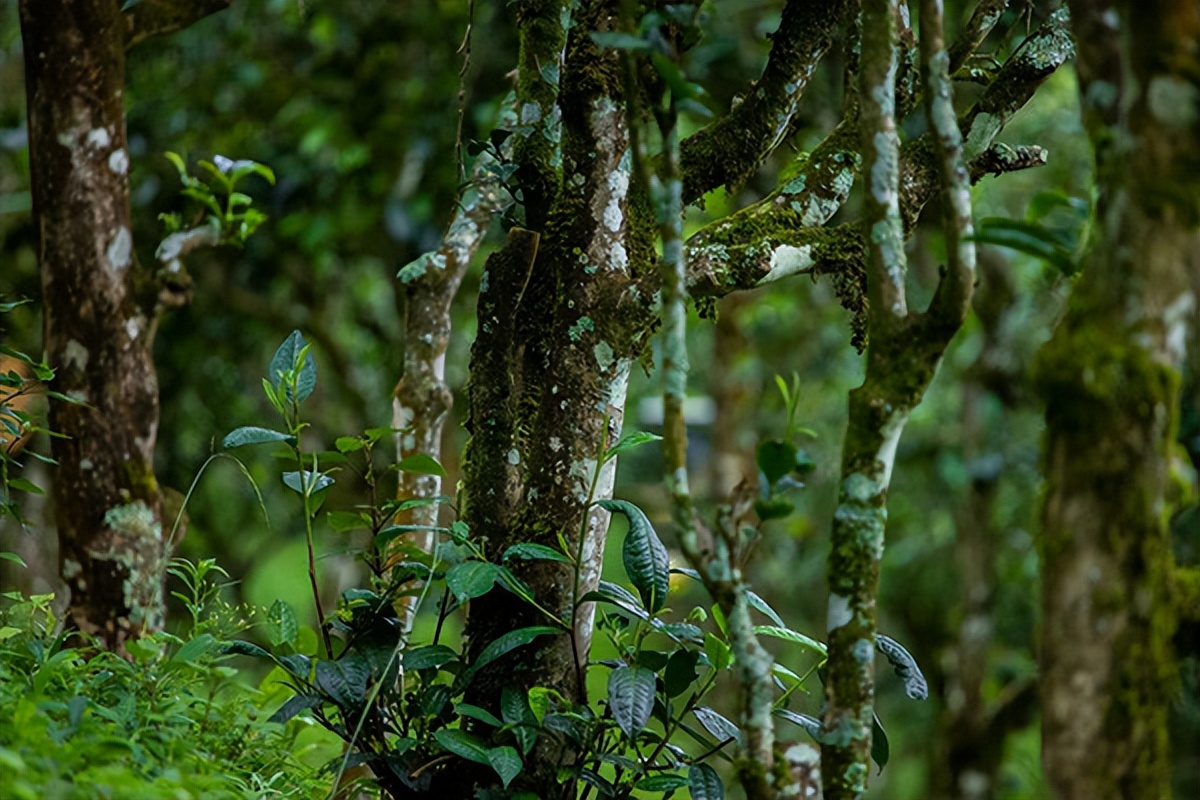 普洱茶的六大独特之处是什么,了解普洱茶半部普洱史