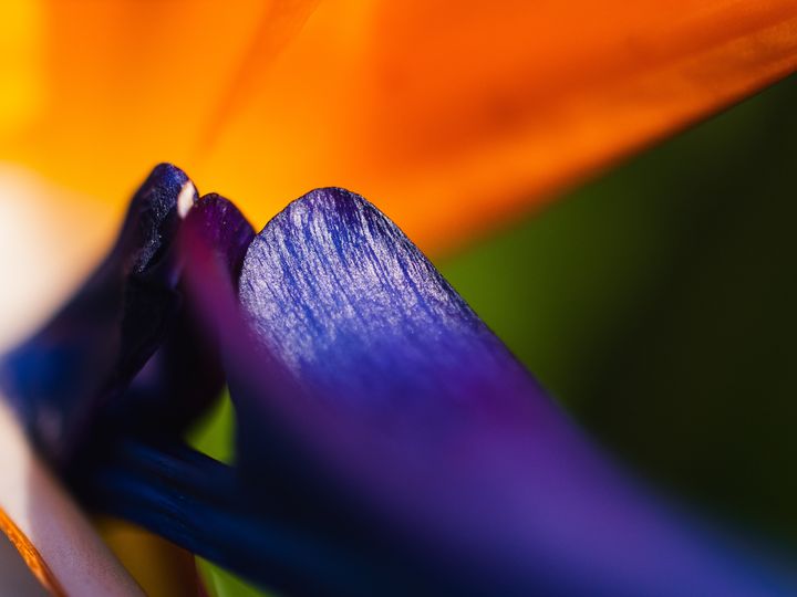 描写春天梅花的优美句子摘抄,描写校园春天早晨的优美句子