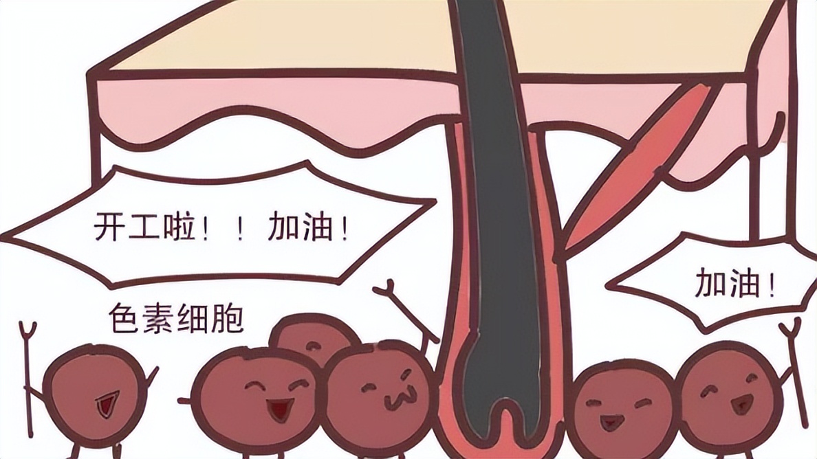 白头发越长越多是缺了两种营养,白头发增多是缺少什么营养素吗