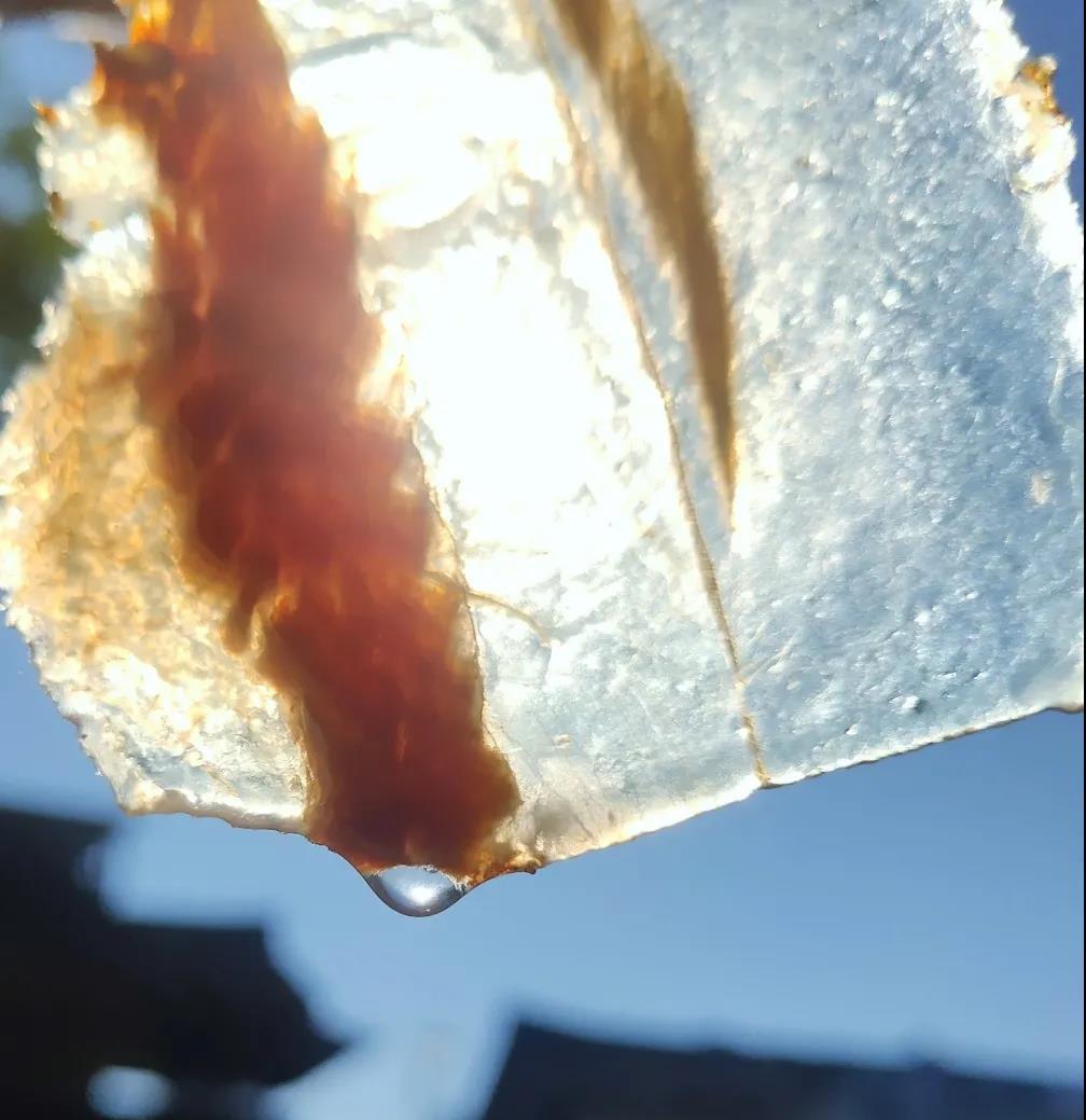 四川大山里有啥名贵药材,四川农村的十大特产