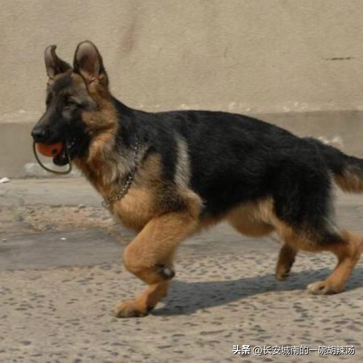 世界名犬排名前100图巴哥犬,世界名犬约克夏价格