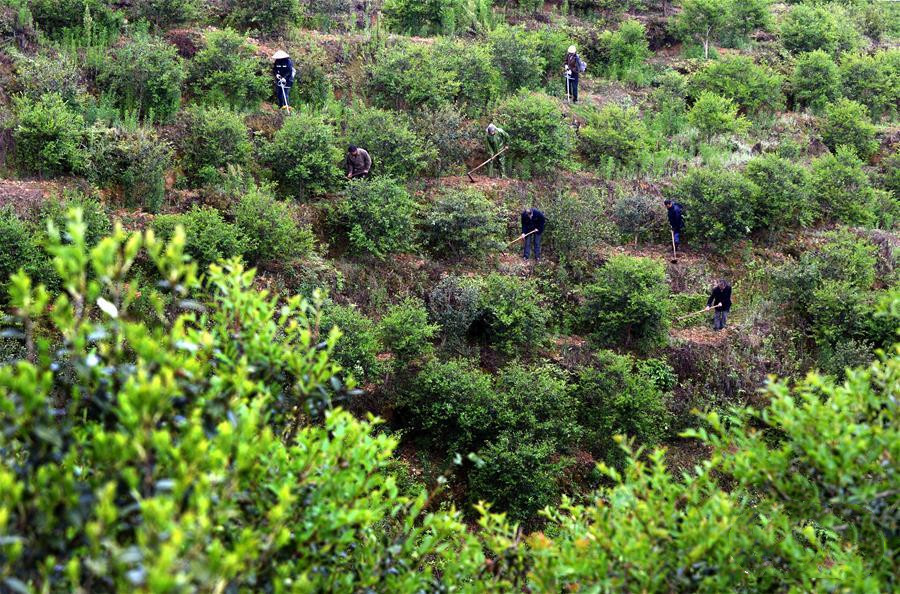油茶树成我省山区脱贫树致富树,广南县油茶树结出致富果