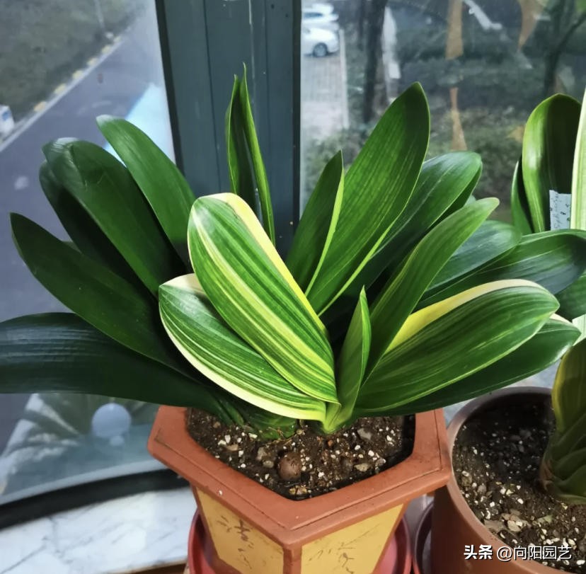 君子兰买小苗好还是大苗好,网上买的裸根君子兰种植方法步骤