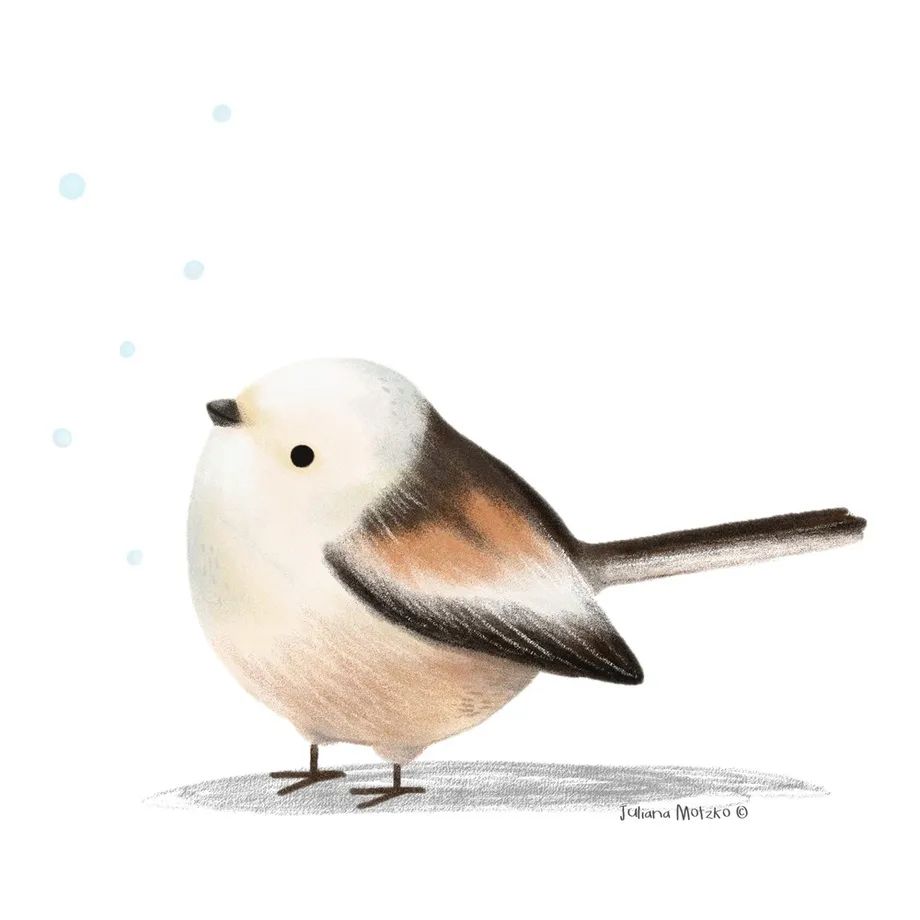 鸟类插画大全,鸟类插画艺术欣赏