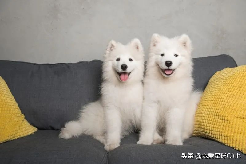 百科|萨摩耶犬,微笑甜美的冰雪精灵