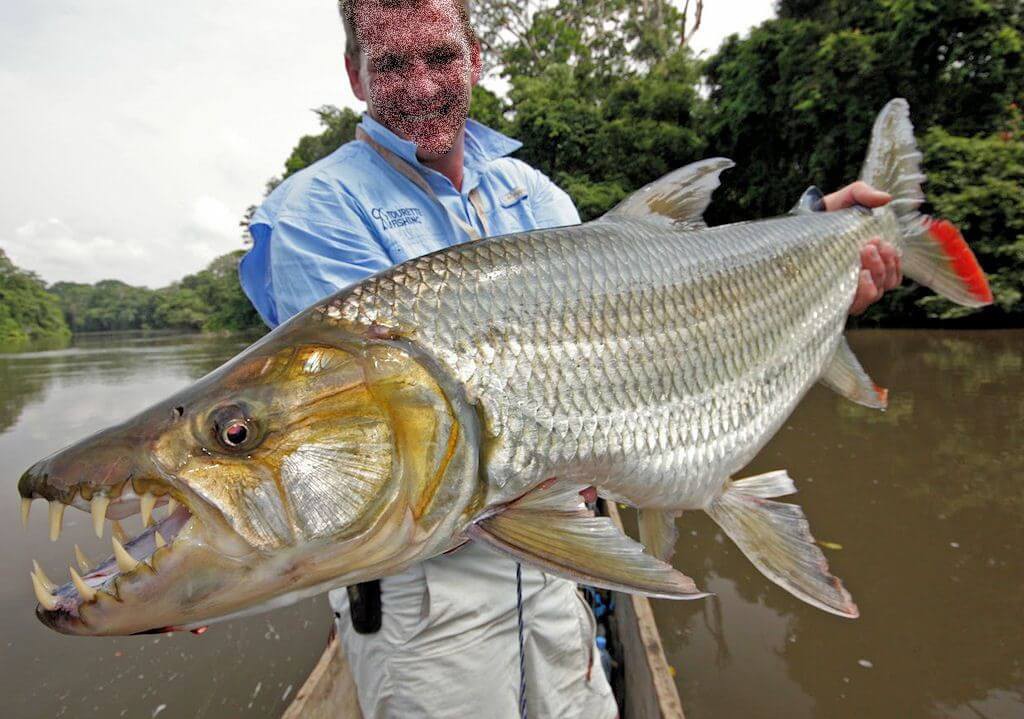 每天了解一种动物,每天了解一种动物锯鳐