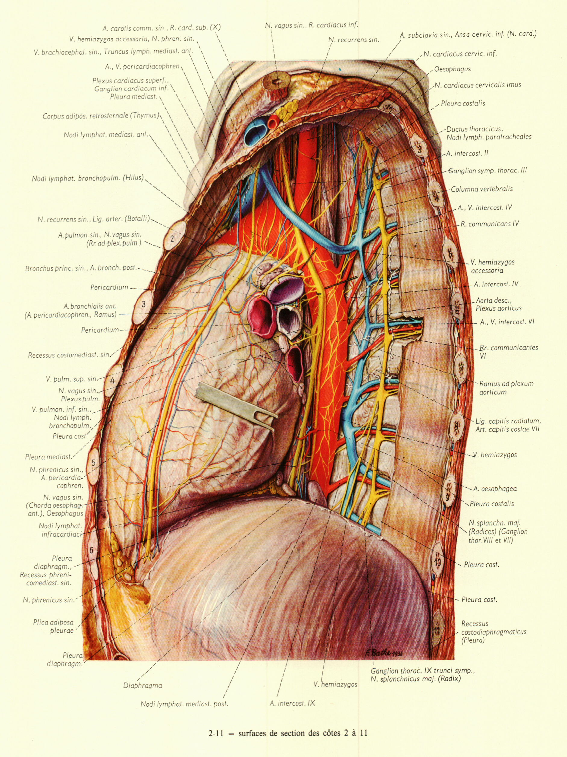 最全人体解剖图建议收藏,人体解剖图内脏器官位置图清晰