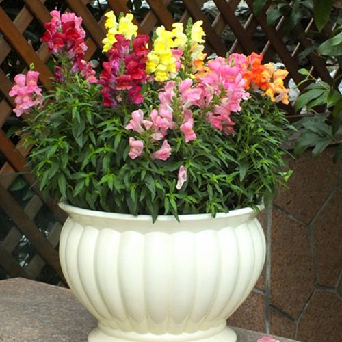 立夏已过进夏季,立夏已至百花齐放