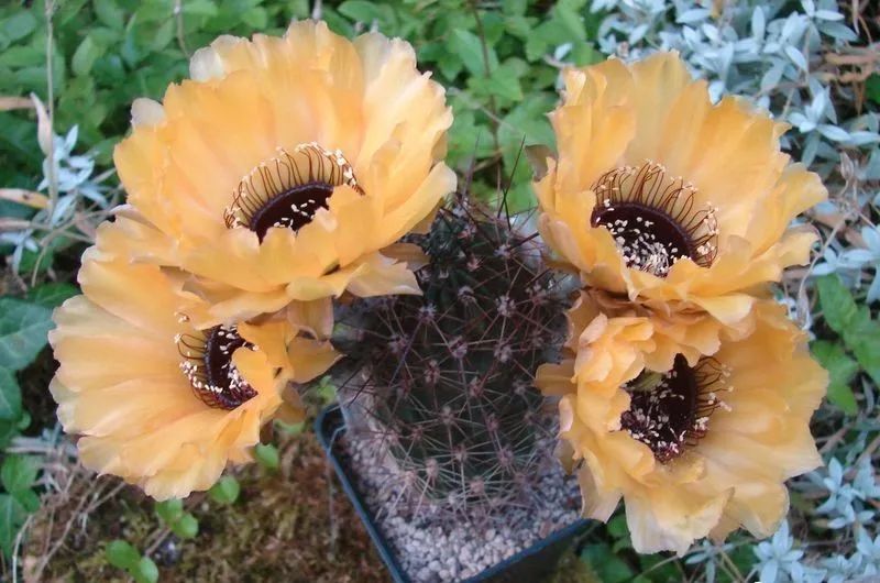 200种·仙人球开花图鉴，大开眼界，美到爆