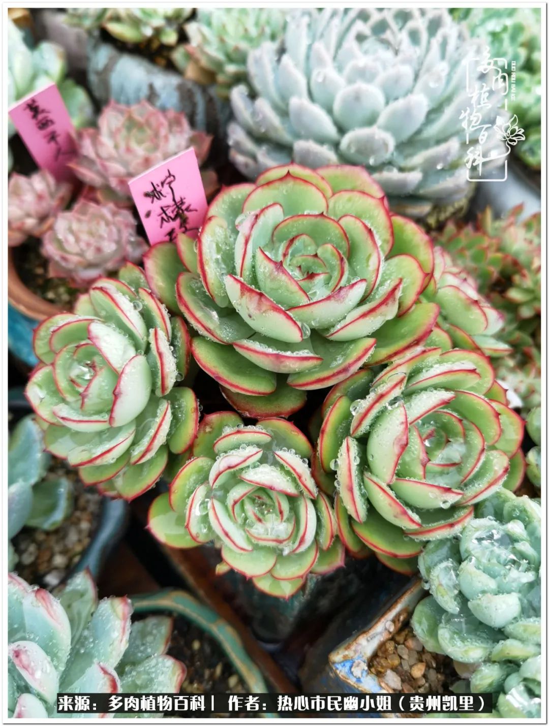 养多肉是件很幸福的事,养多肉养出好心情来