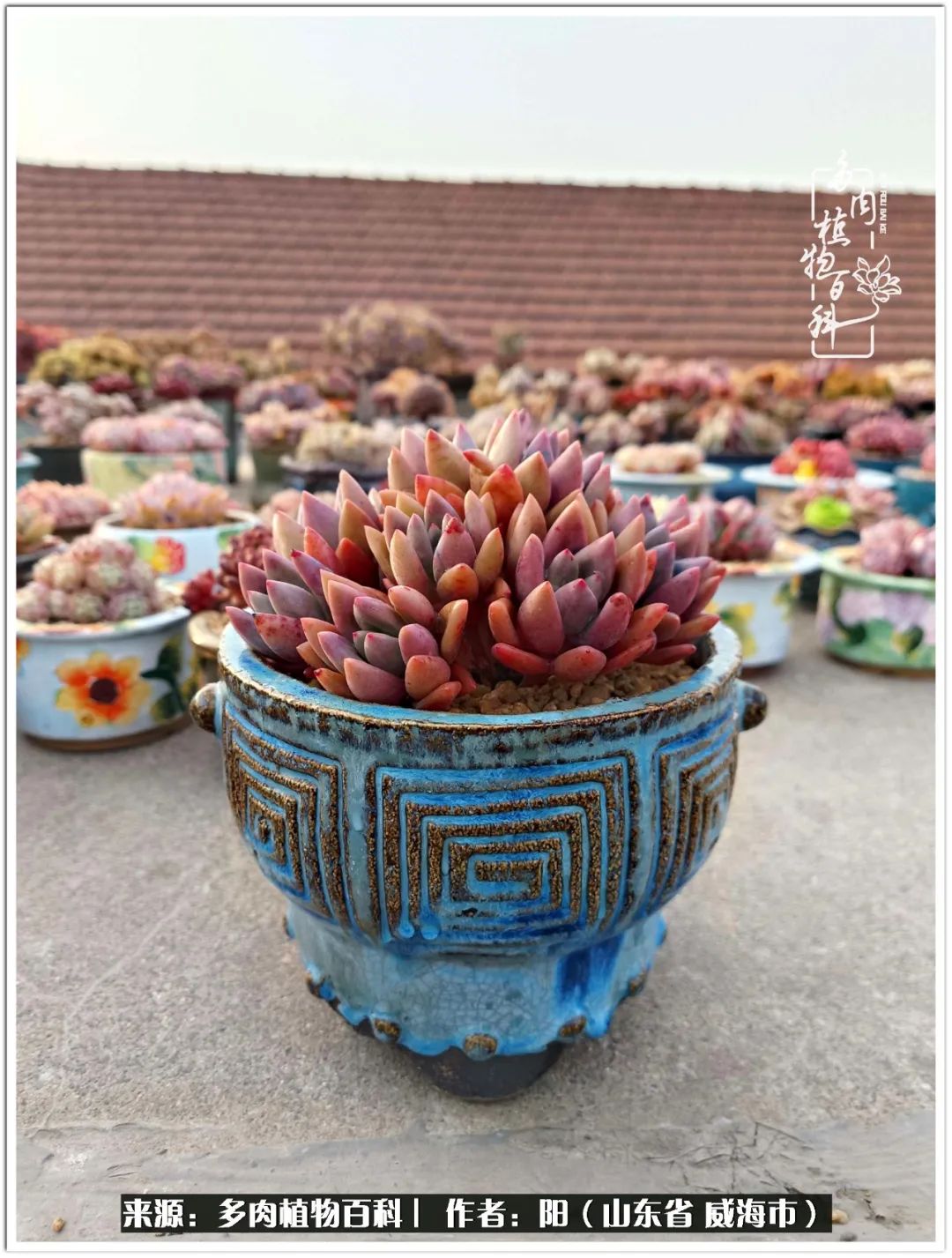 浜洪棿鐑熺伀鑷湁涓囧崈棰滆壊,浜洪棿鐑熺伀鐨嗘槸骞冲嚒棰滆壊