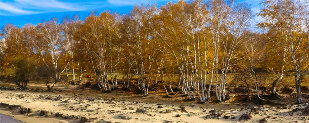 天牛泛滥成灾，数亿防护林被毁