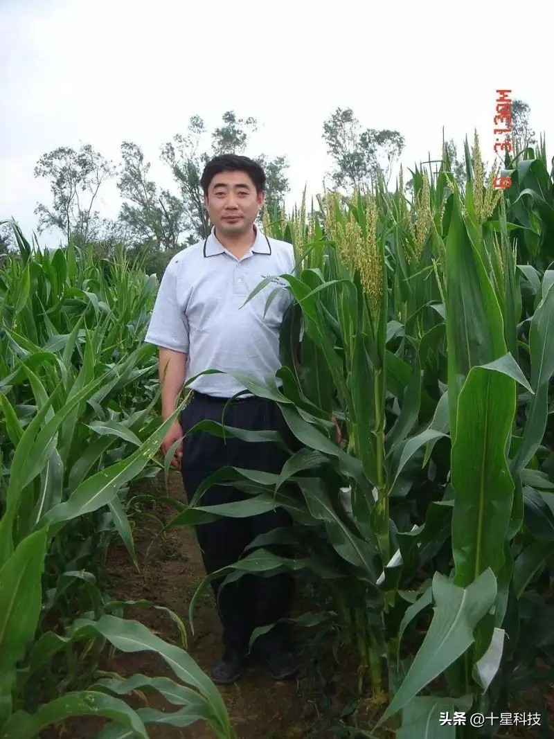 夏玉米“白夹红”,为了“安保丰”,为创“吨粮丰”