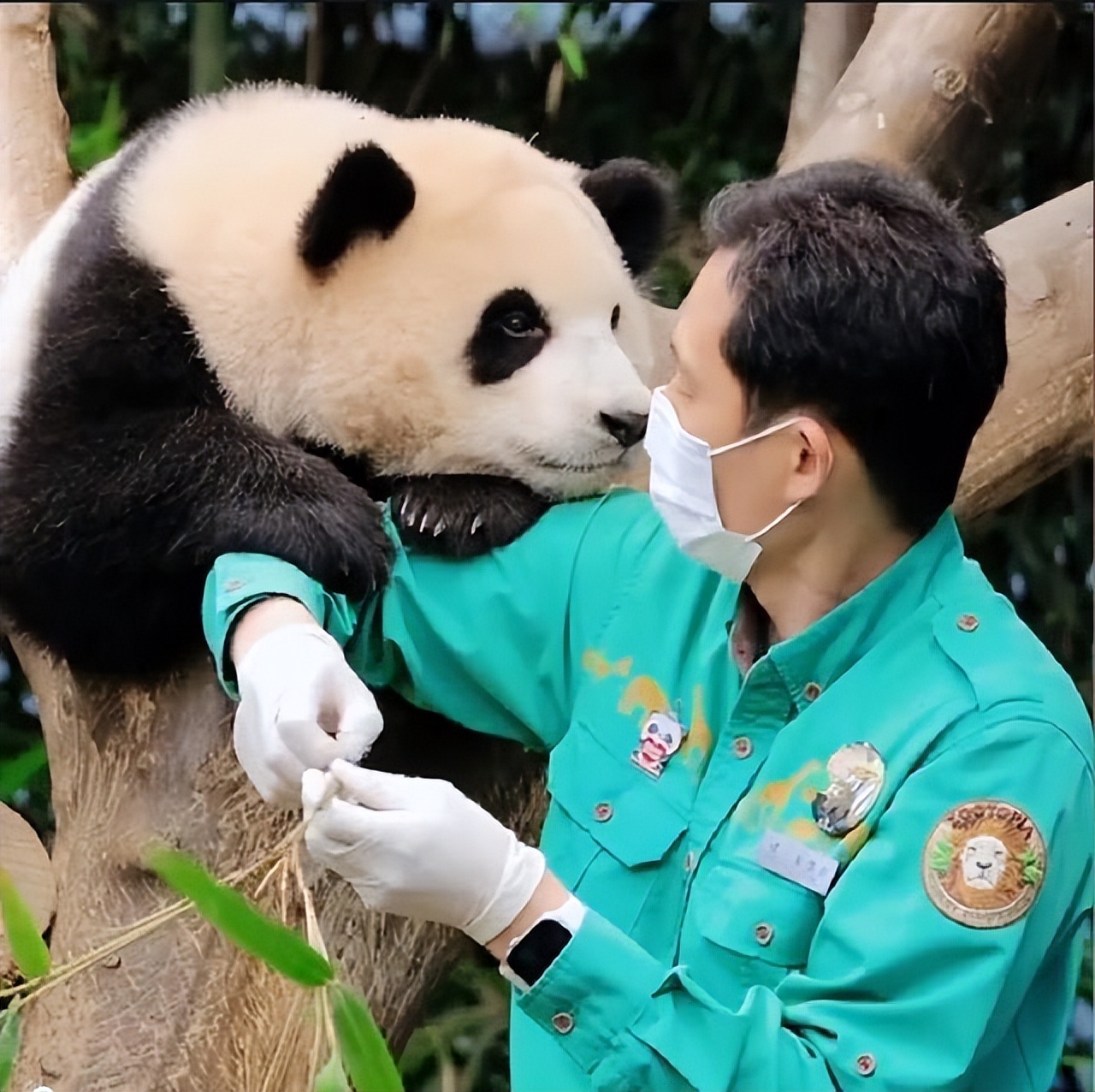 在美国大熊猫回国了吗,目前旅居国外的大熊猫有哪些