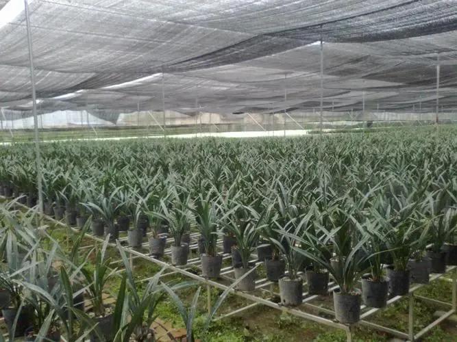 纯黄的兰花草一棵多少钱,兰花草真正贵的价格