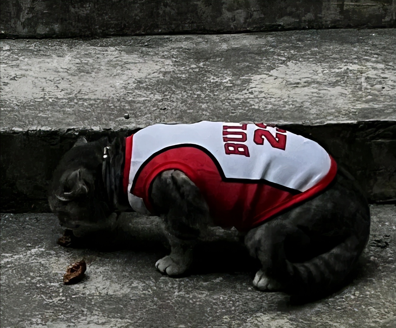 iphone13pro是拥有5g吗,iphone13pro是真5g吗