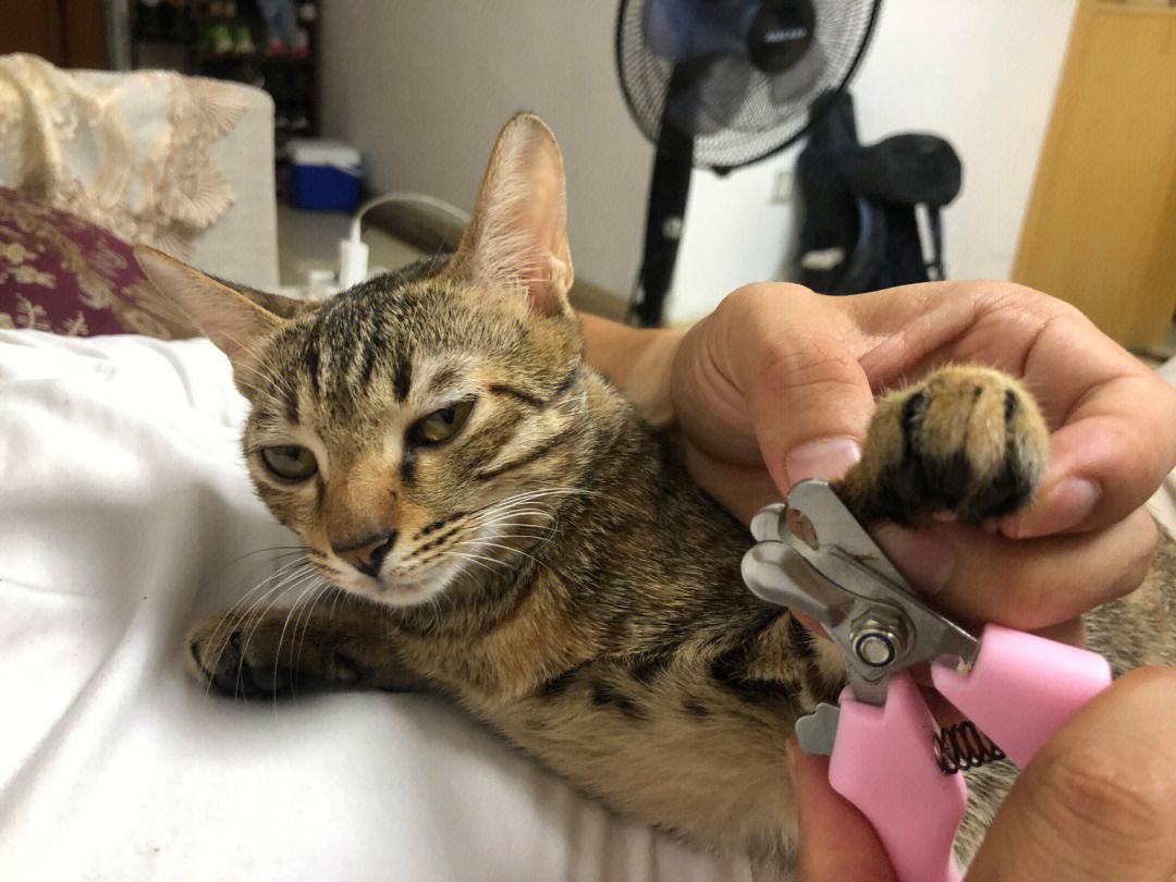 很可怕的5种猫不建议饲养,哪些猫比较适合新手饲养