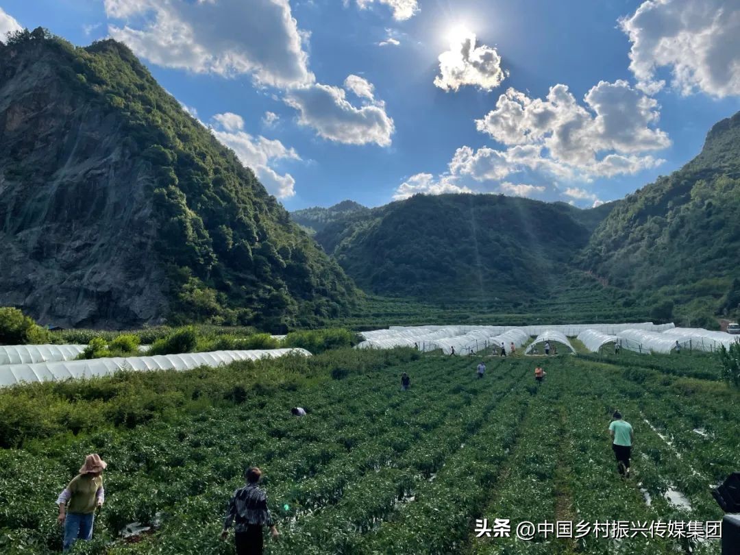 乡村振兴扶持项目在哪里申报,2023年乡村振兴项目补贴申报指南