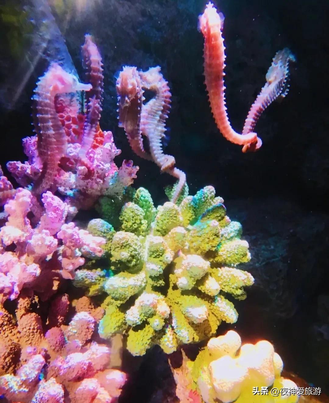 长风海洋世界和水族馆哪个好玩,上海长风海洋水族馆