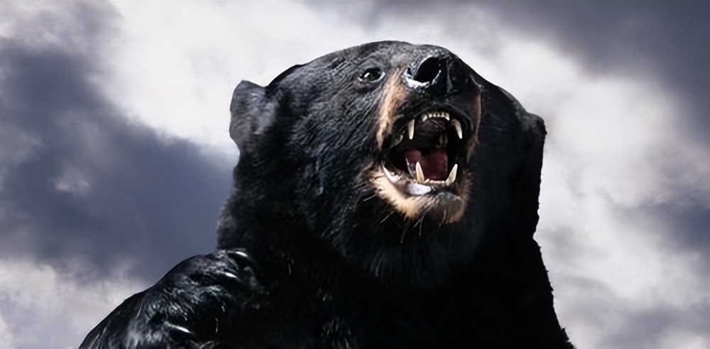 杀怒熊还是安抚怒熊?老猎手力排众议敢和发怒伤熊谈判|传奇