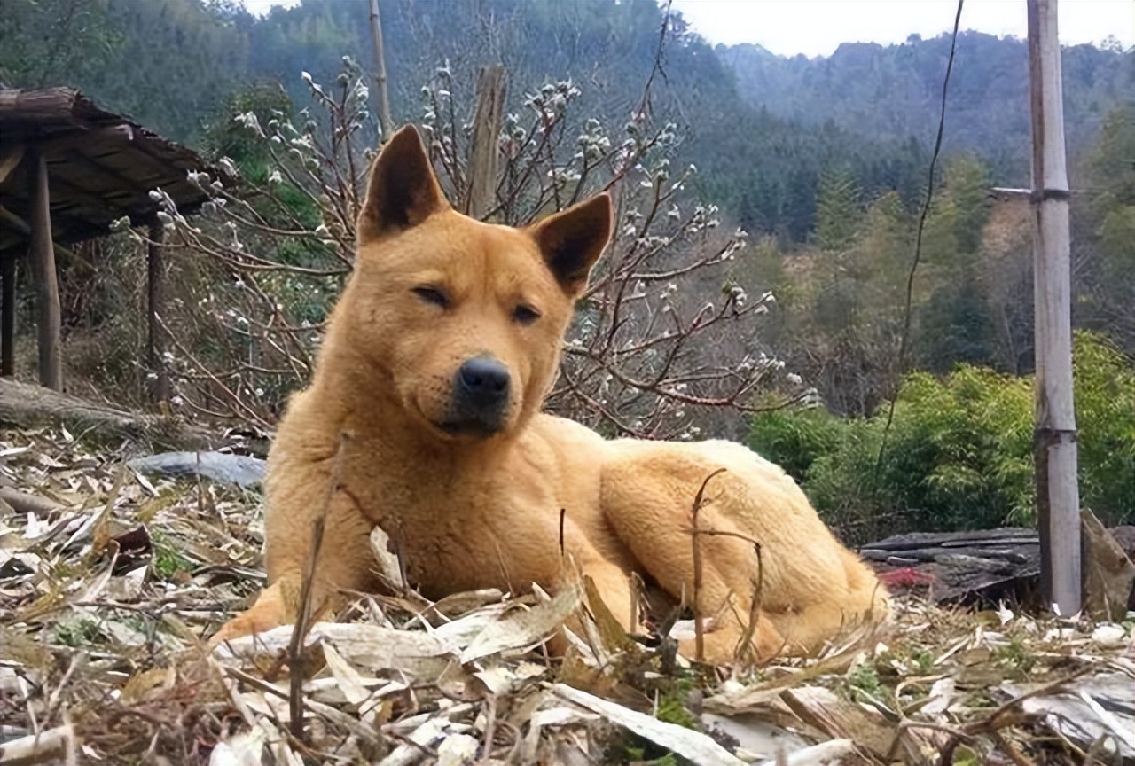 土狗和宠物狗到底有什么区别,土狗和宠物狗的区别