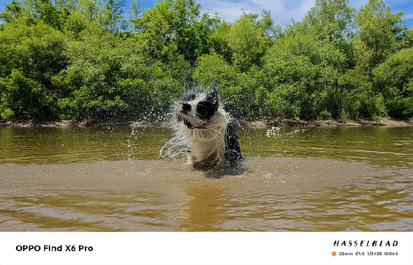 萌宠手机拍摄技巧和手法视频,萌宠用手机怎么拍能拍出高级感