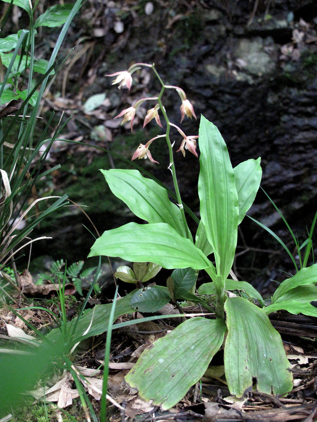 海曙龙观乡深山中首次发现珍稀兰科植物——浙江金线兰
