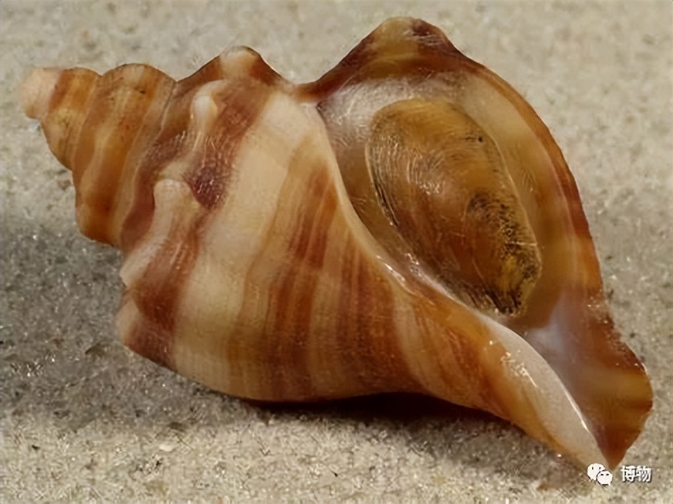 吃螺有粘液可以直接吃吗,吃了螺不能吃什么