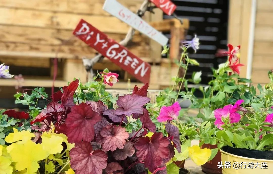 大连国庆遛娃好去处,大连春游遛娃最适合去的地方