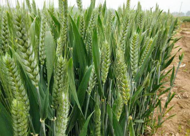 黄河粮仓——山东齐河县，这里是济南的后花园，即将迎来麦收时节