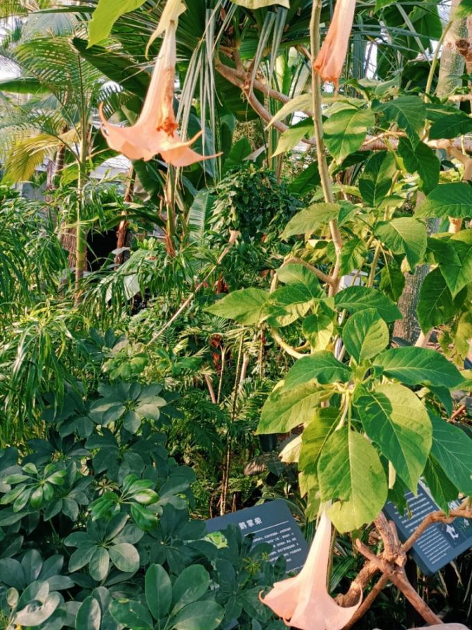 北京植物园的赏花的最好时节,西山秘境惊艳北京的植物