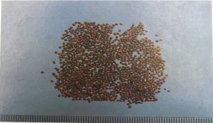 《药你明白》专栏:每天学一味中药:菟丝子