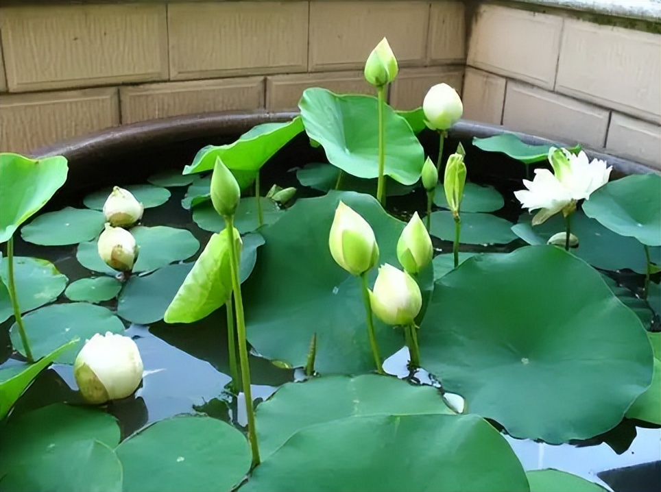 新手碗莲种不好教你一个小技巧,碗莲种藕多久开花