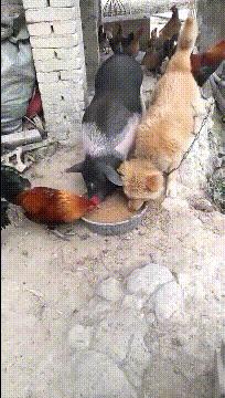 2020最火搞笑的对联,对联大全搞笑过年