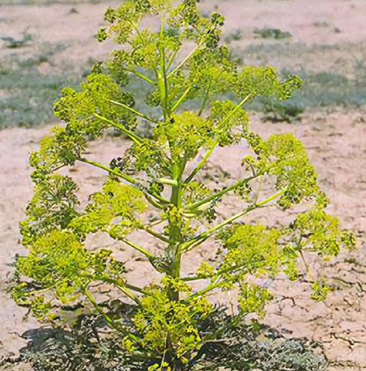 带你识别肉桂,带你识别丁香