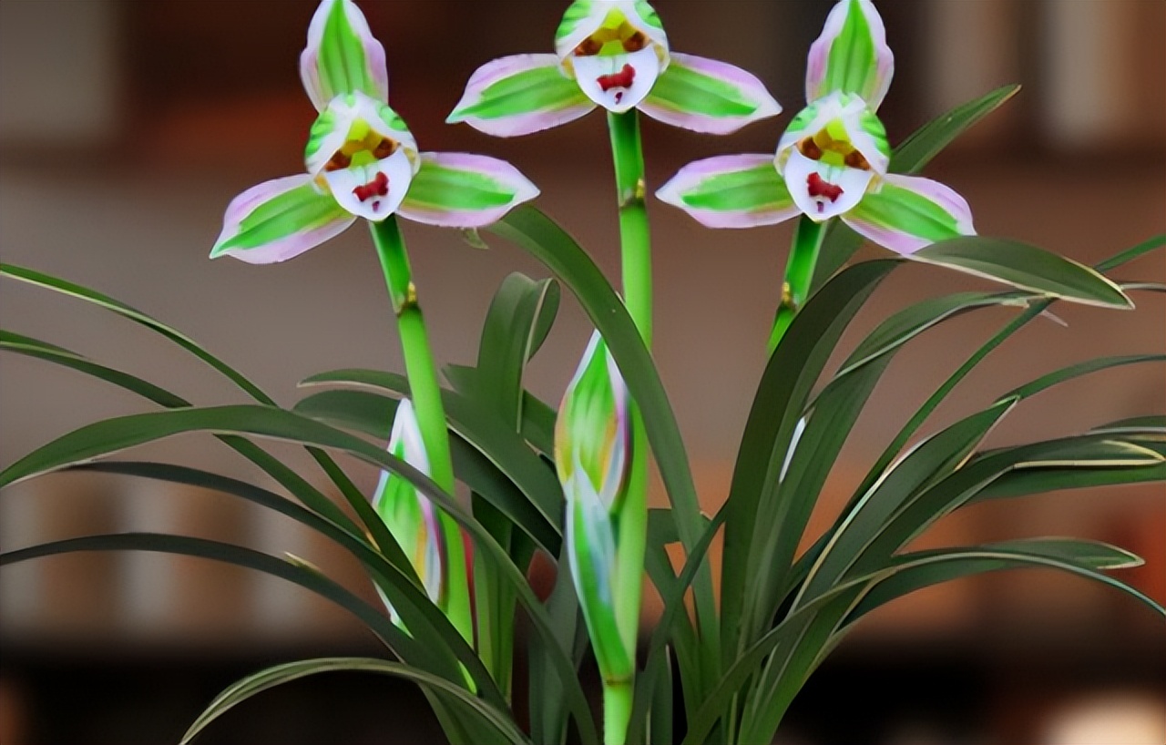 浓香型四季兰金边矮种,最适应在北方养殖的四季兰品种