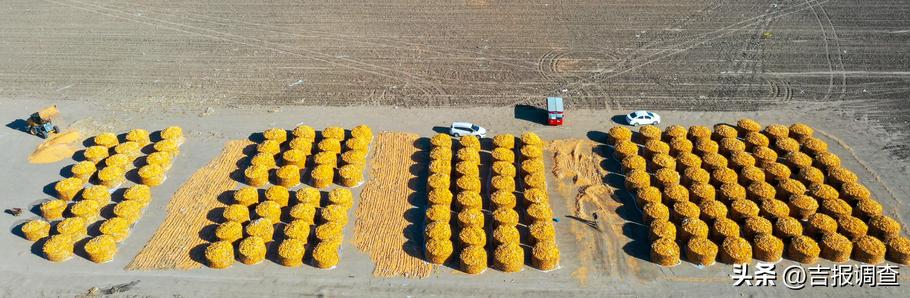 古城粮丰季，仓廪俱盈实！洮南市迈入全省前十产粮大县行列