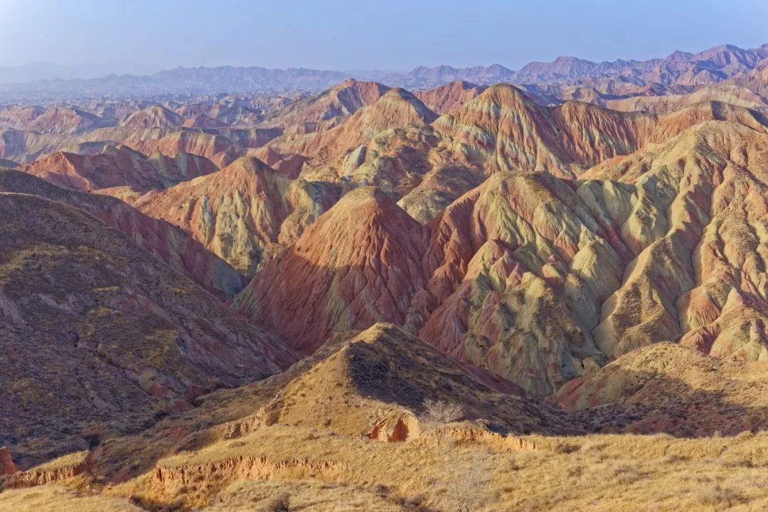 玫瑰和月季的所有种类,比较经典的玫瑰花型月季