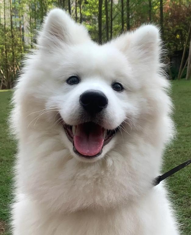 狗狗偏瘦吃什么药好得快,狗狗增肥吃什么食物