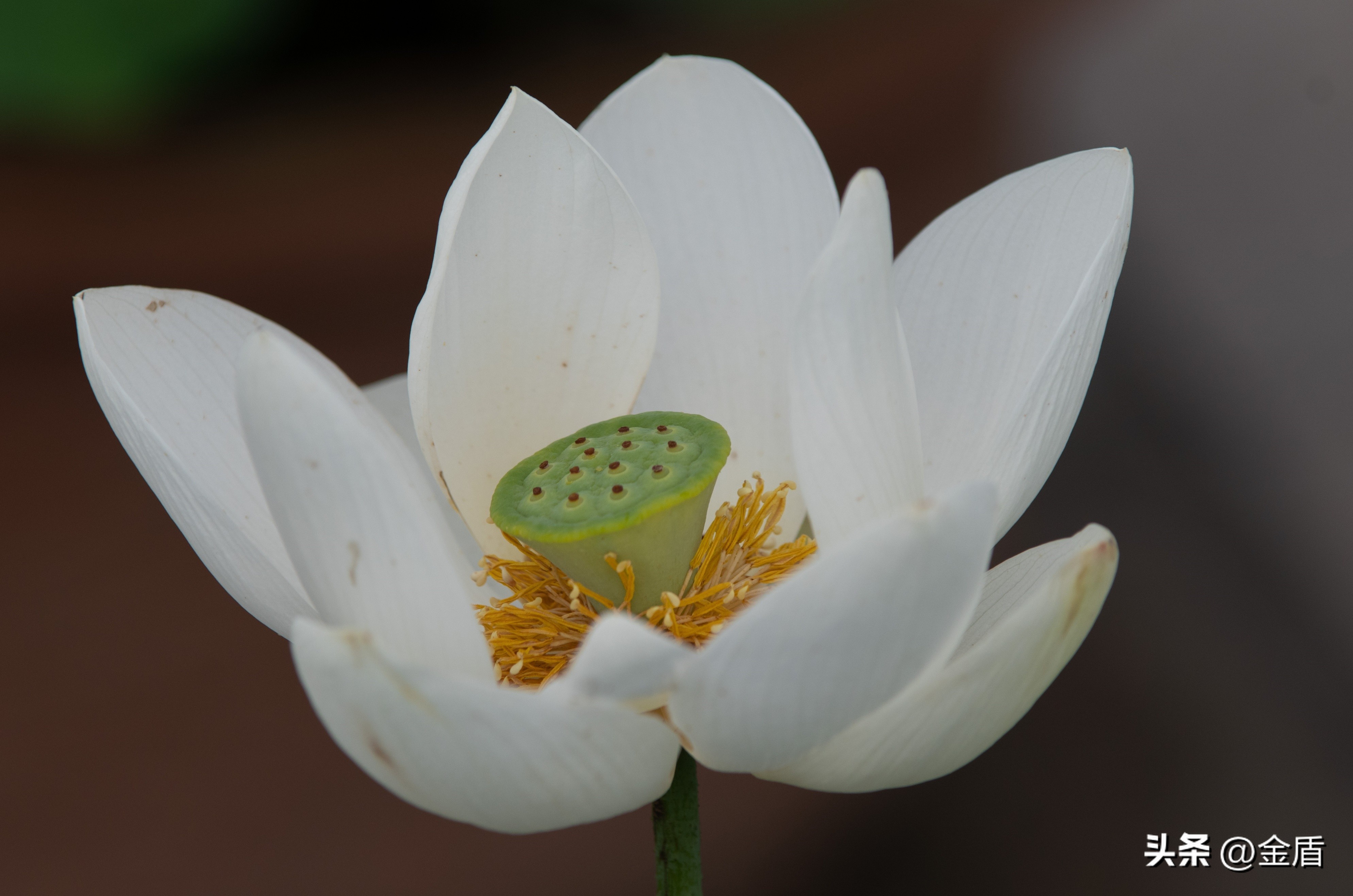 荷花的品格精神有哪些,荷花内在精神品质